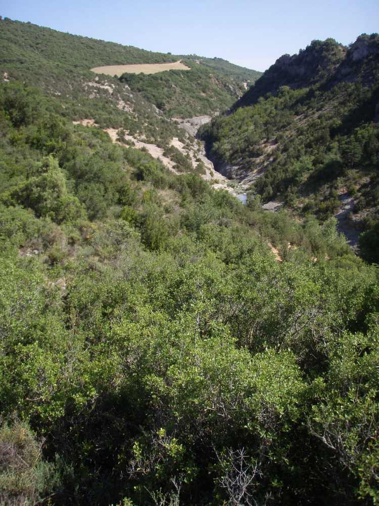 Gorgonchon - 1
