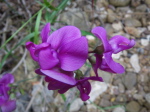 Portiacha - 05