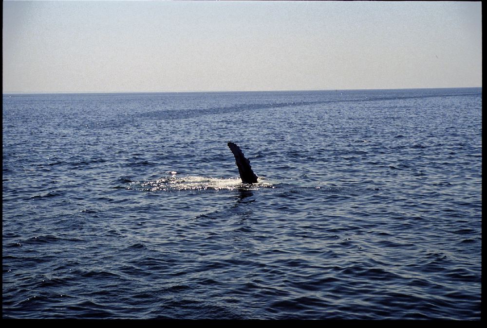 Etats-Unis 1991 - 186