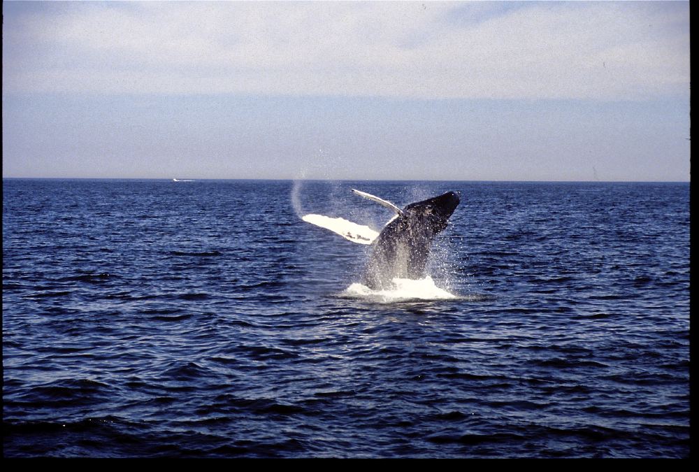 Etats-Unis 1991 - 194