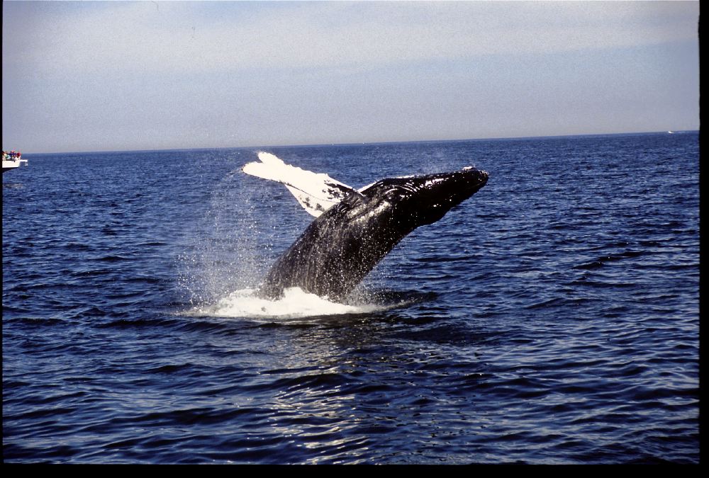 Etats-Unis 1991 - 195